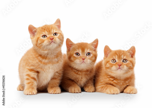 three small red british kittens on white background © dionoanomalia
