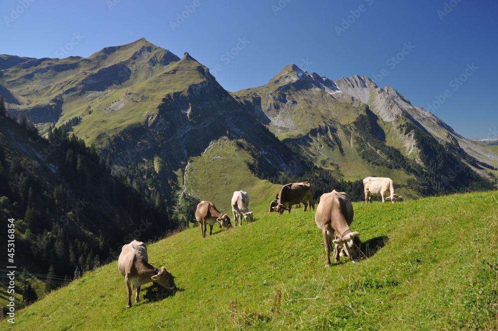 Kühe mit Arnihaggen und Brienzer Rothorn