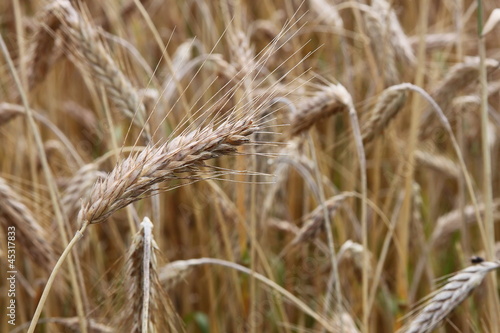wheat field close-up © miaynata