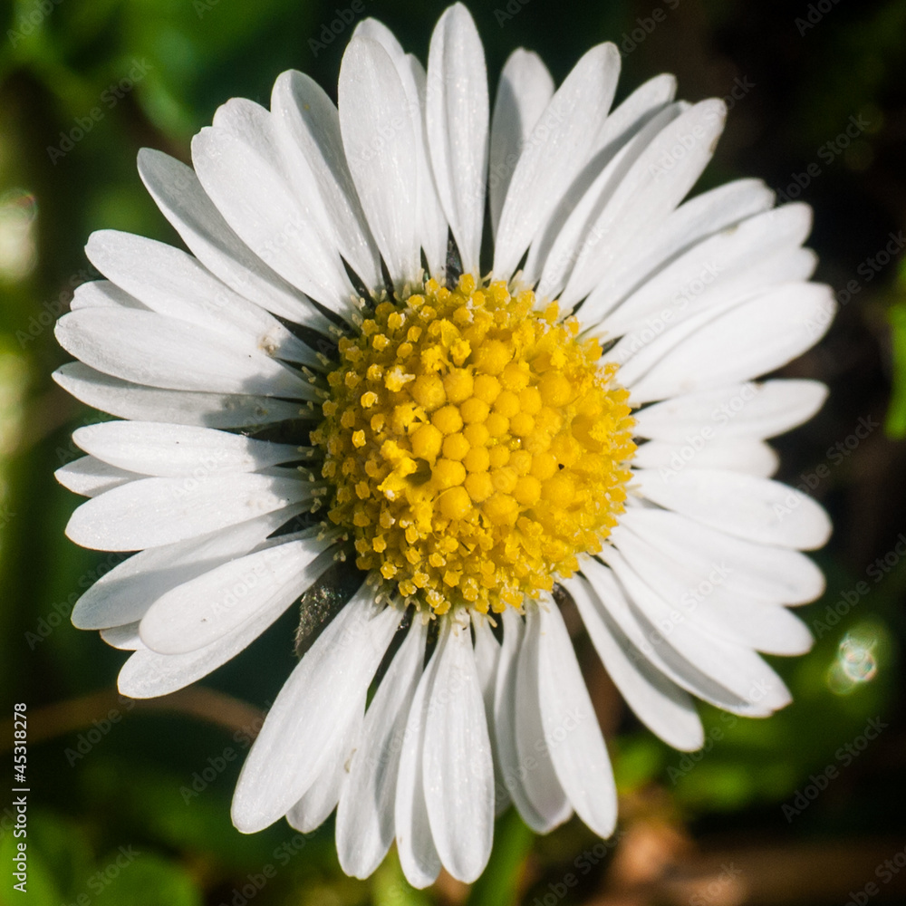 Small Daisy Small Daisy