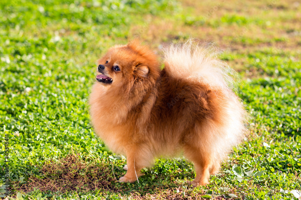 pomeranian