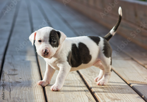 American Staffordshire terrier puppy