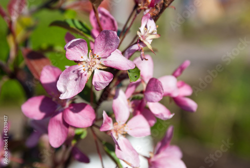 Ornamental apple-tree flowers