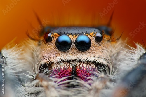 Extreme detailed view of phiddipus regius jumping spider photo