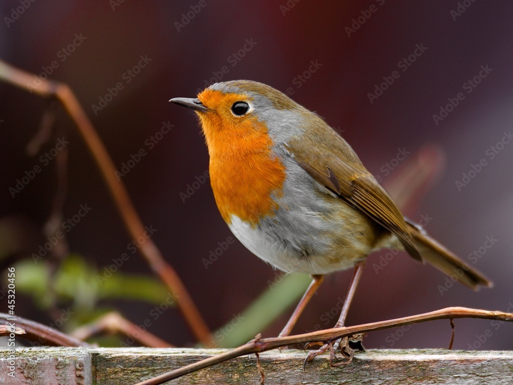 Fototapeta premium Robin bird