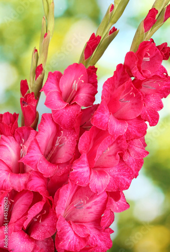 Fototapeta Naklejka Na Ścianę i Meble -  beautiful bouquet of pink gladioluses, on green background