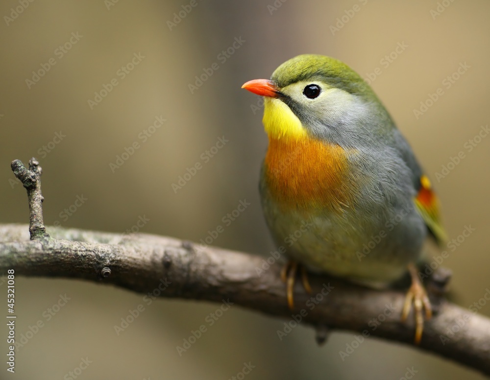 Fototapeta premium Peking robin