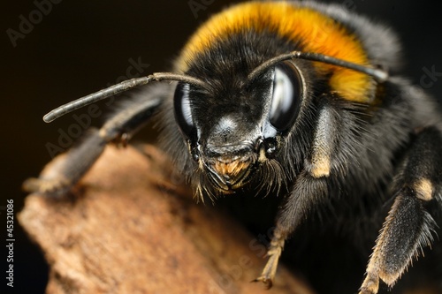 bumble bee curious photo