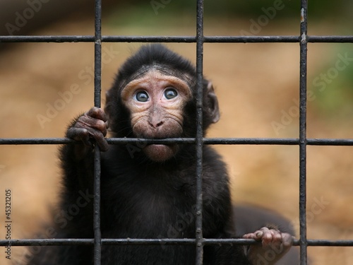 Canvas Print Sad little monkey