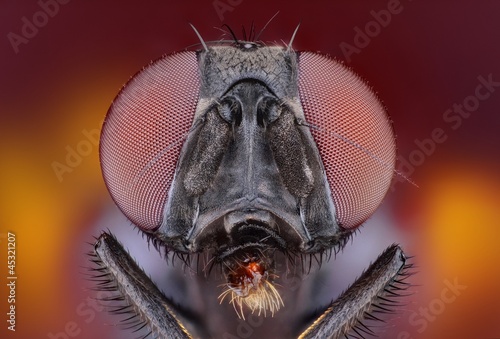 Extreme sharp and detailed study of fly photo