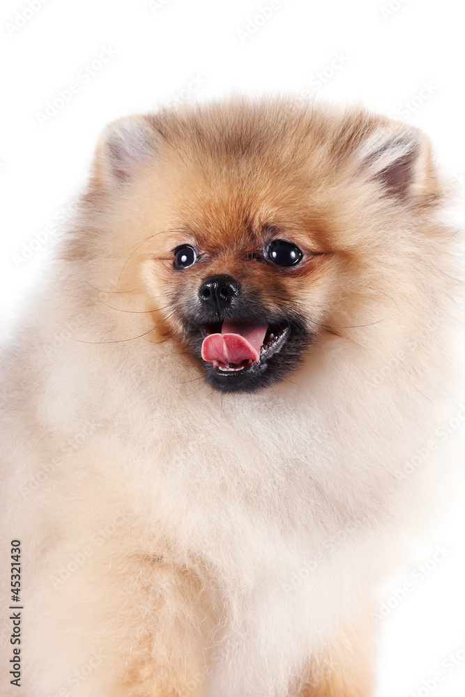 Portrait of a puppy of a spitz-dog