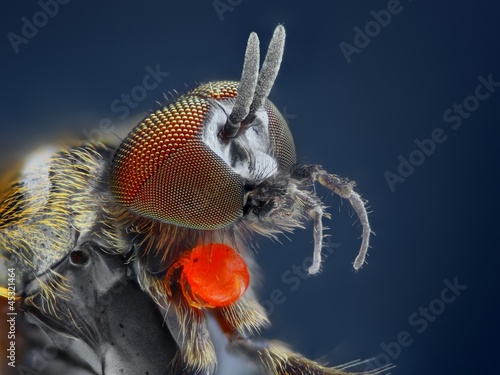 Extreme sharp and detailed study of Simuliidae fly
