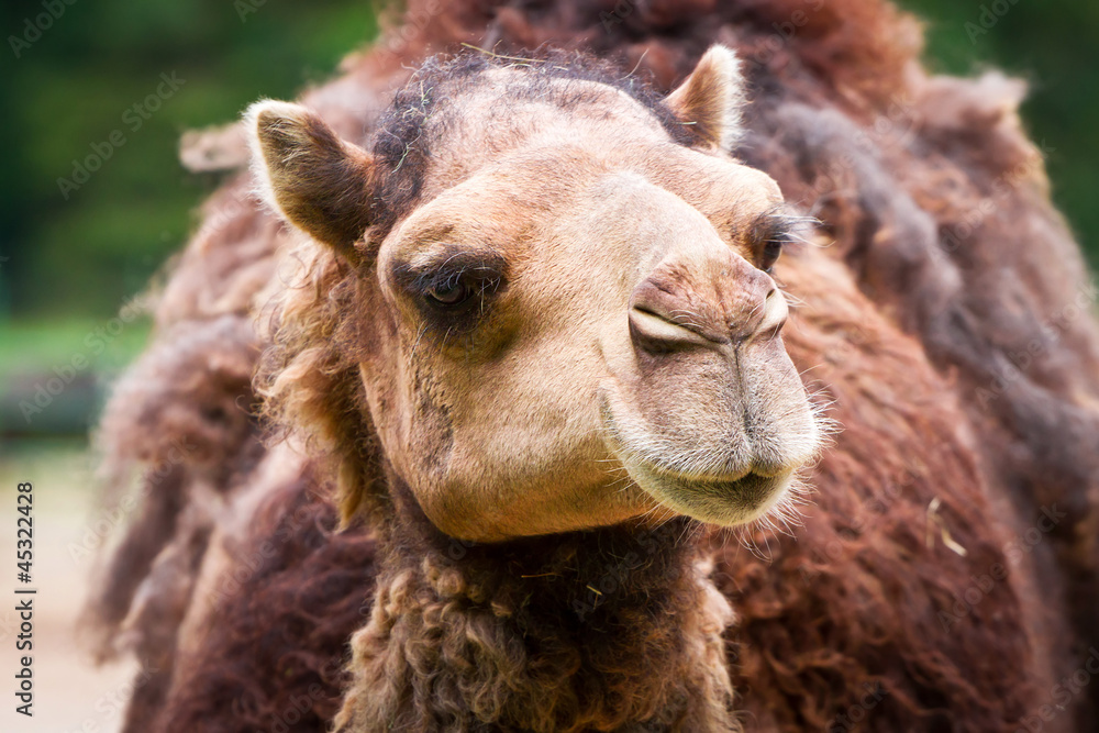 Camel portrait