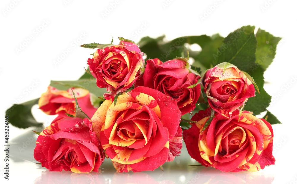 Beautiful red-yellow roses on white background close-up Beautiful red-yellow roses on white background close-up