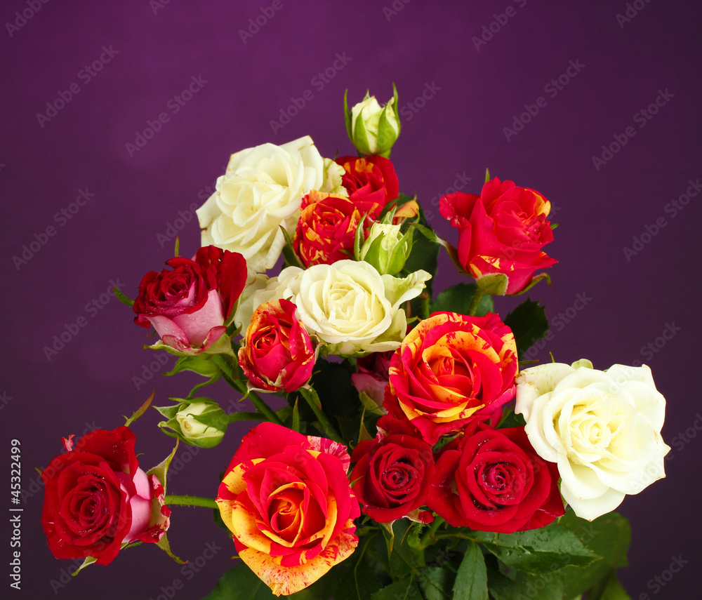 Bouquet of beautiful roses on purple background close-up Bouquet of beautiful roses on purple background close-up