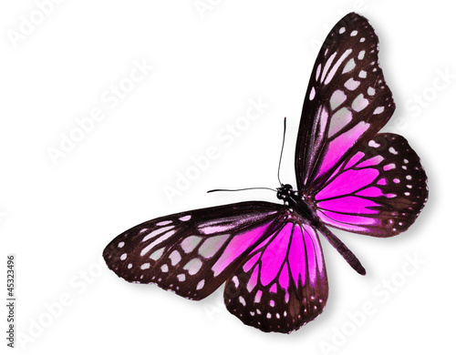 Pink Butterfly