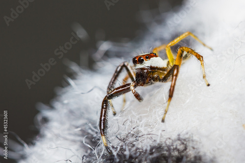 Telamonia Dimidiata jumping spider