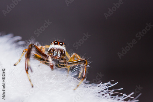 Telamonia Dimidiata jumping spider photo