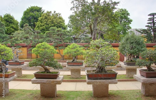 Fototapeta Naklejka Na Ścianę i Meble -  jardin de bonsai à hong kong