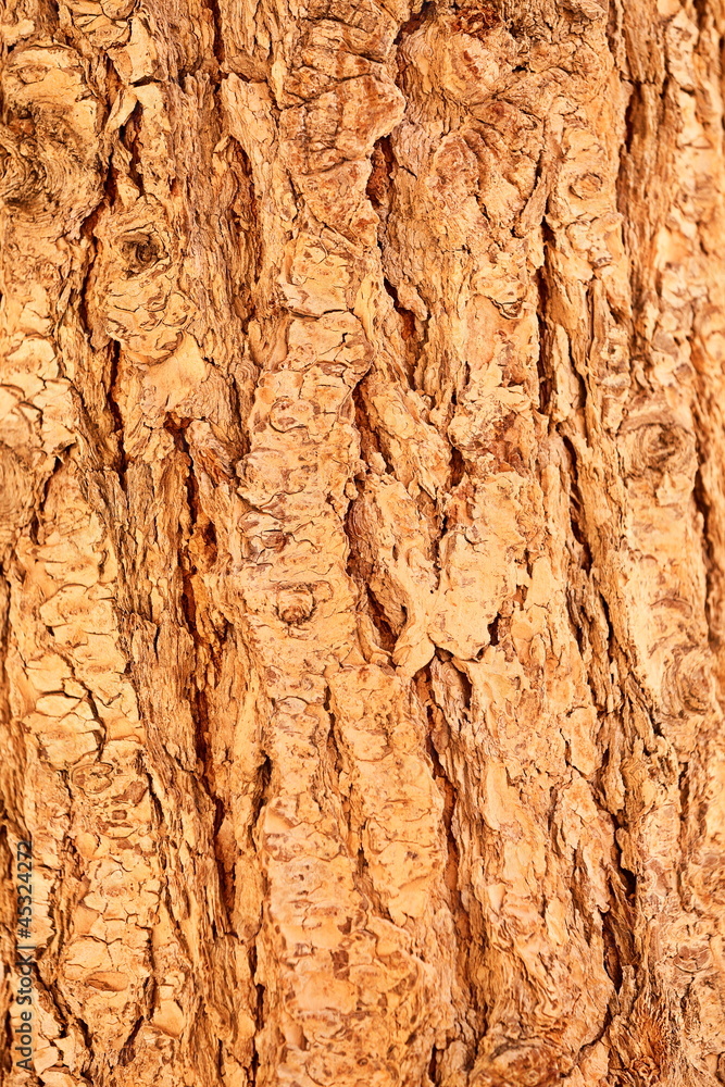 Detail of tree bark Detail of tree bark