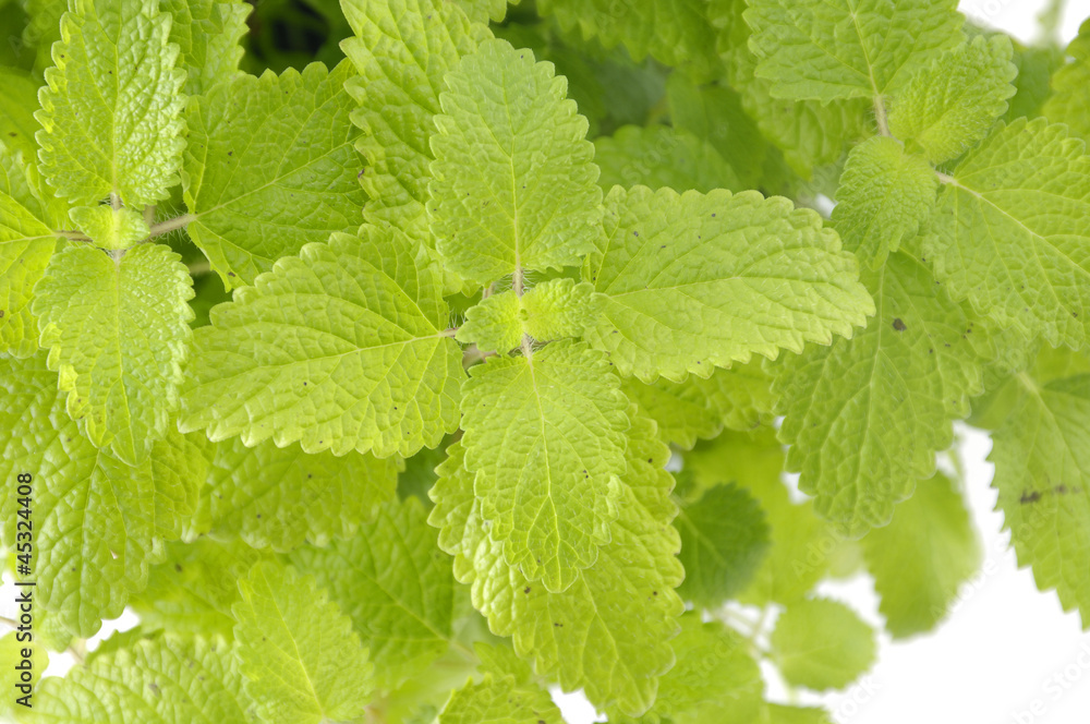 Fresh-picked mint leaves background Fresh-picked mint leaves background