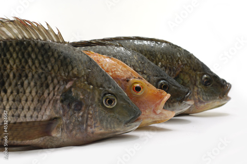 4 row of tilapia, fresh fish