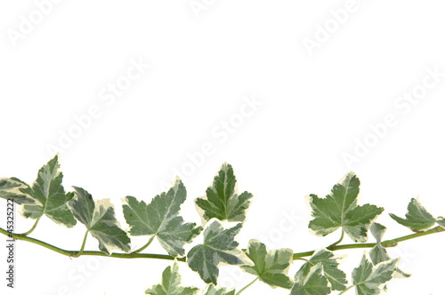 ivy against white background