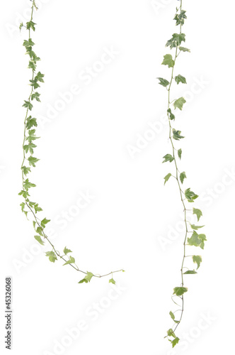 Canvas-taulu Green ivy isolated on white