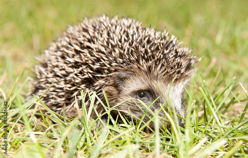 Fototapeta premium junger Igel