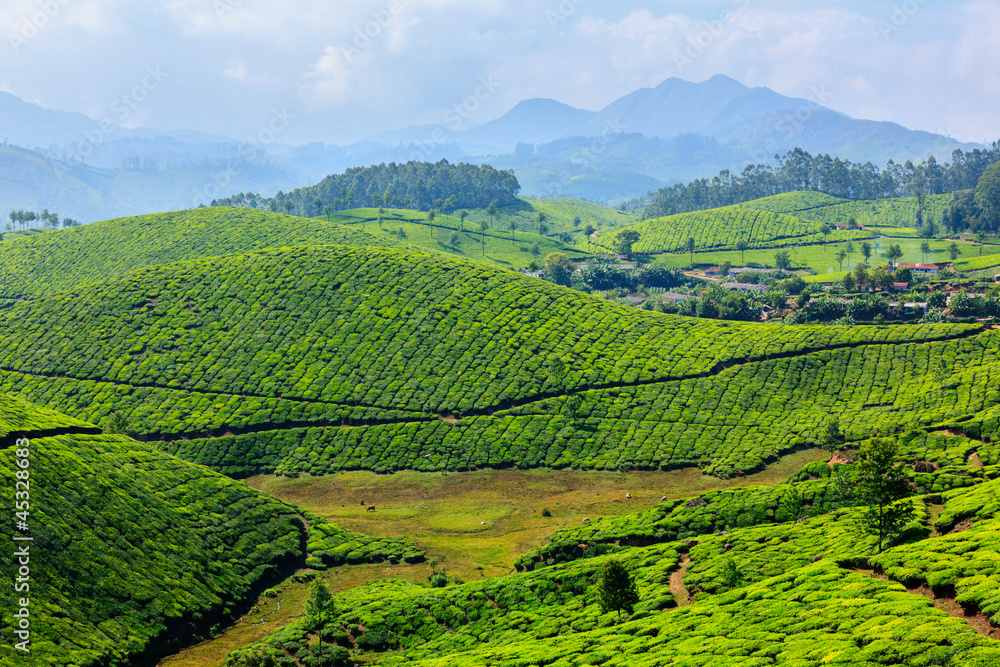 Obraz premium Tea plantations