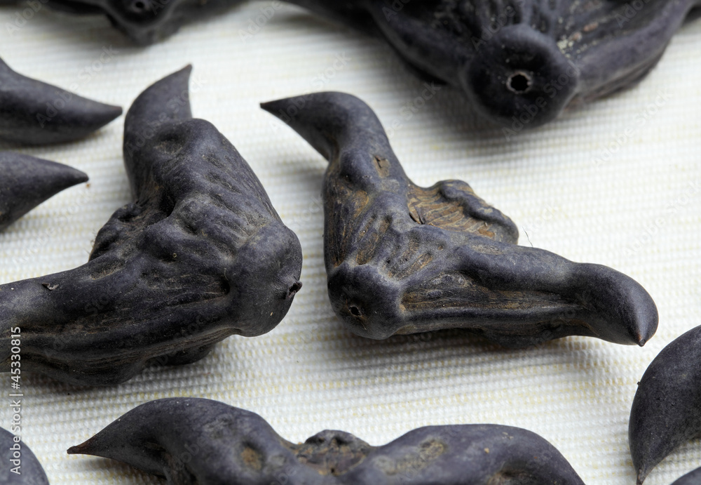 Fototapeta premium Water Caltrop
