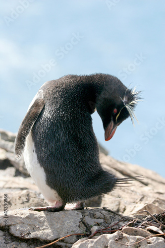 Rockhopper penguin turns its head  Falkland Islands
