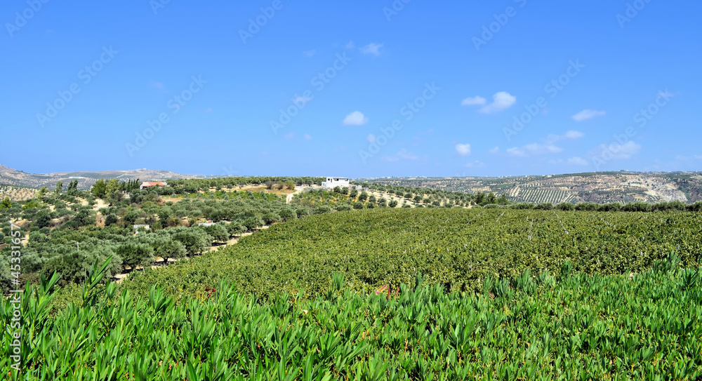 Plantation of olive trees and grapes