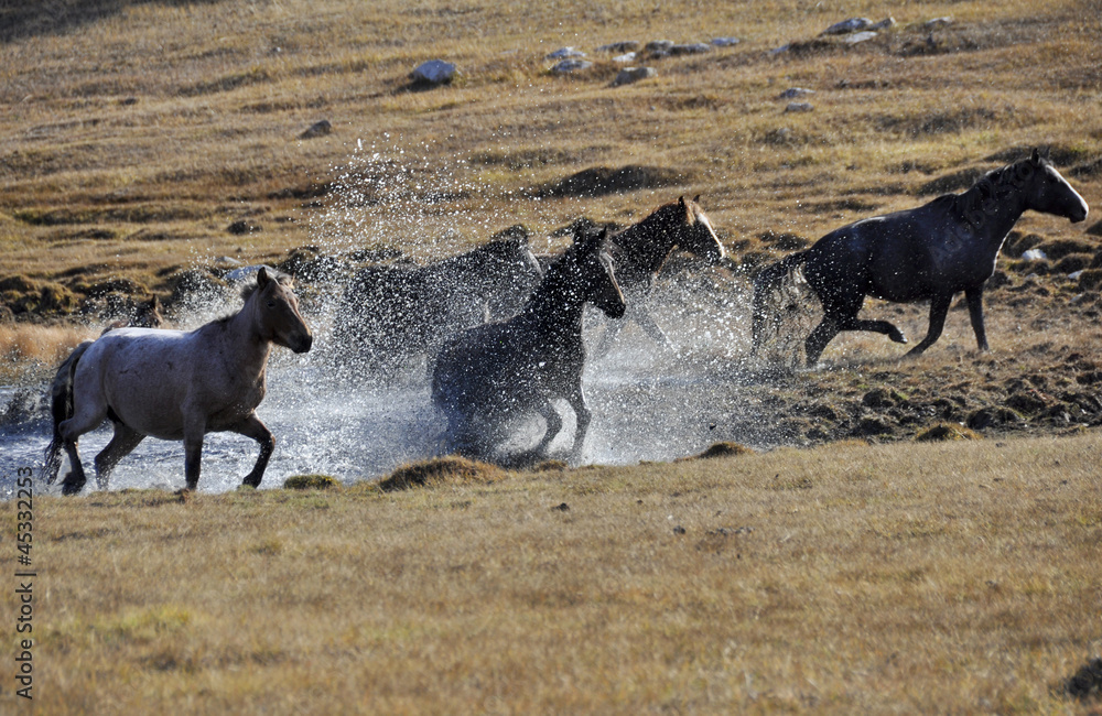 Fototapeta premium caballos salvajes corriendo en un charco