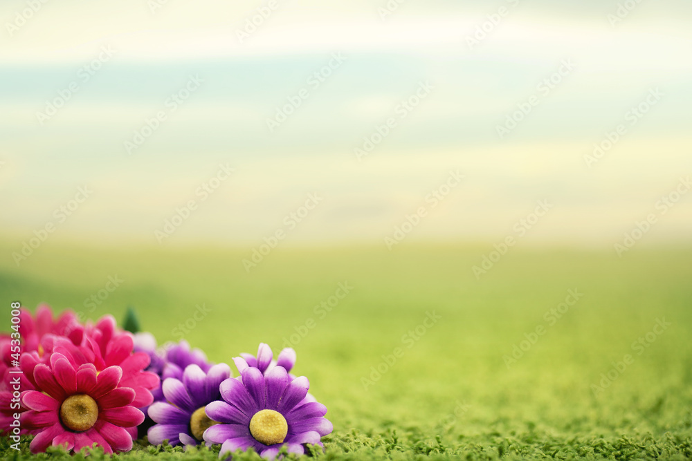 Cute flowers on lawn