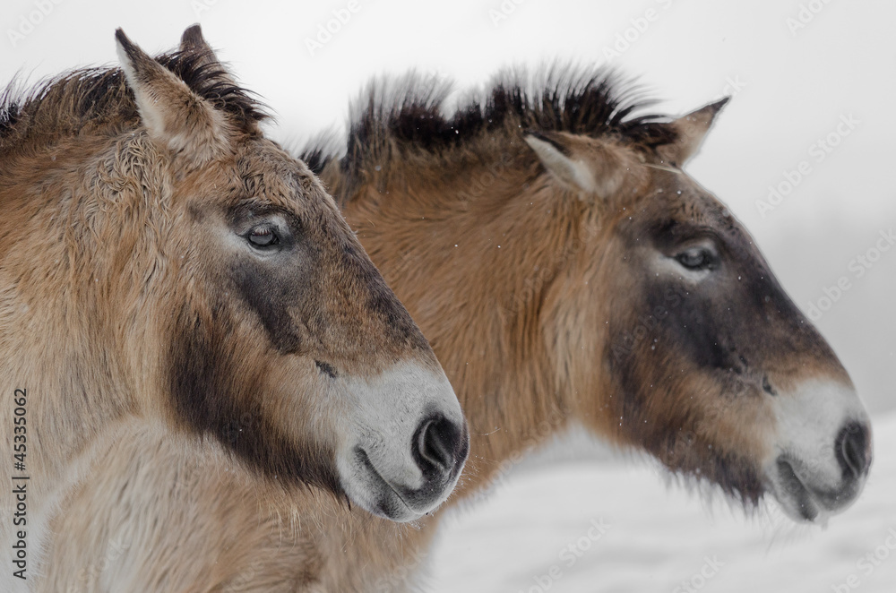Portrait of wild horses. Snow on the background. Portrait of wild horses. Snow on the background.