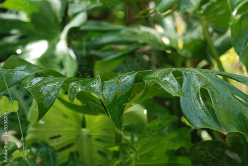 nature et pluie