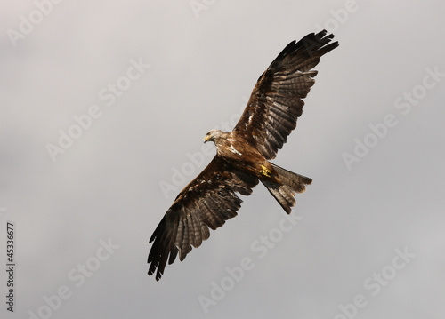 Close up of a Red Kite in Flight
