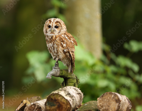 Portrait of a Tawny Owl in woodland
