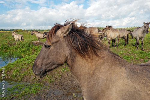 Konik horses in nature in autumn