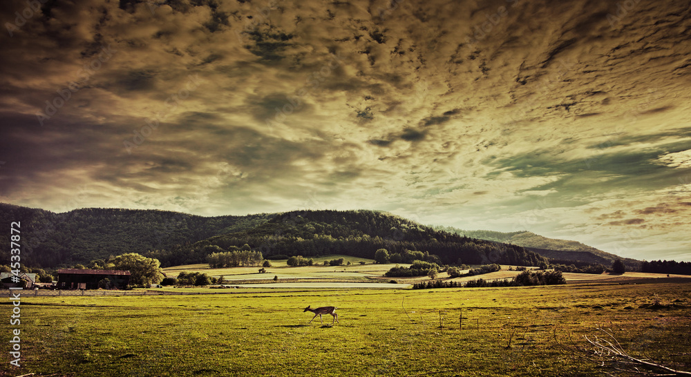 Obraz premium spring field