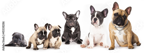 Group of French Bulldogs all ages in front of white background