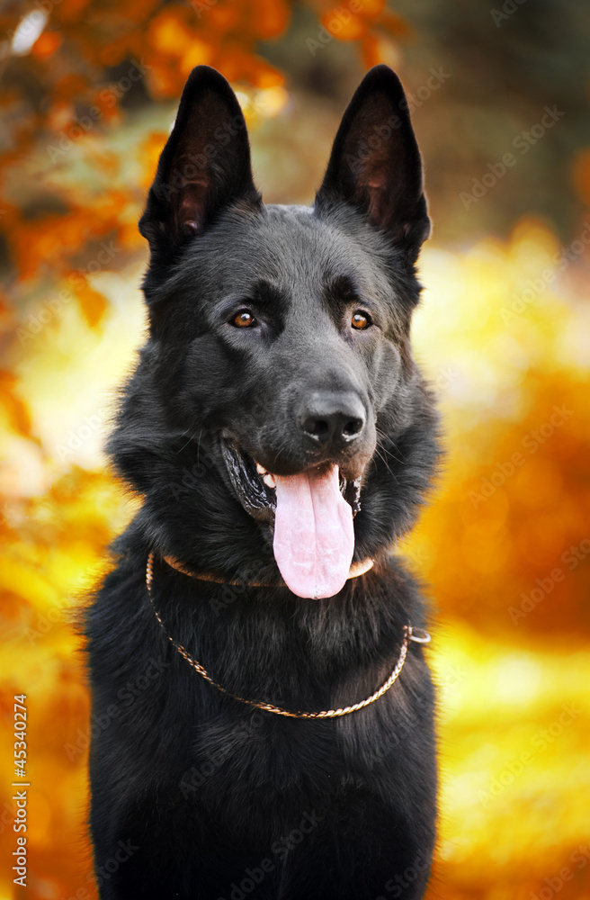 black shepherd dog on the background of autumn