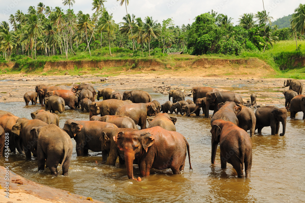 Herd of asian elephants. Pinnawela. Sri Lanka. Herd of asian elephants. Pinnawela. Sri Lanka.