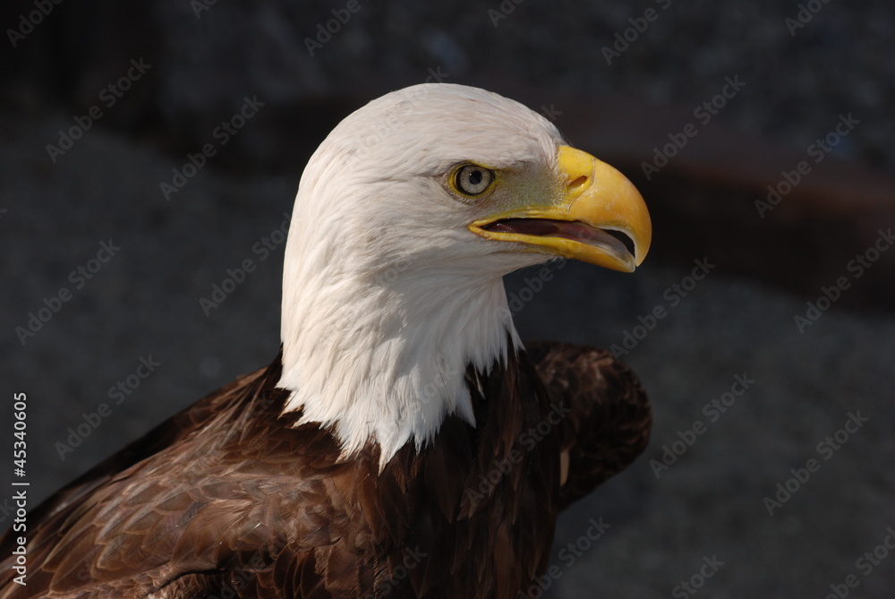 Fototapeta premium rapace