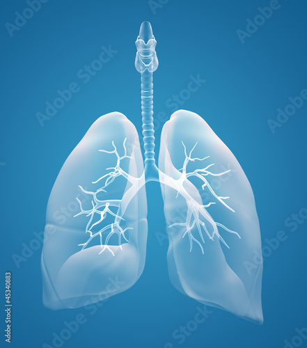 lungs x-ray photo