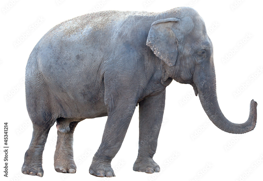 Obraz premium Elephant