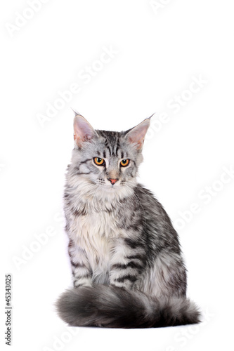 Silver Tabby Maine Coon isolated of a white background