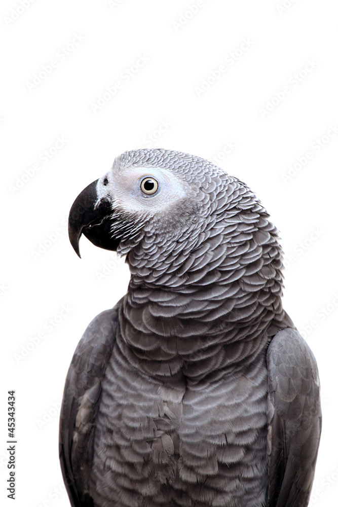 Fototapeta premium An African Grey Parrot isolated on a white background