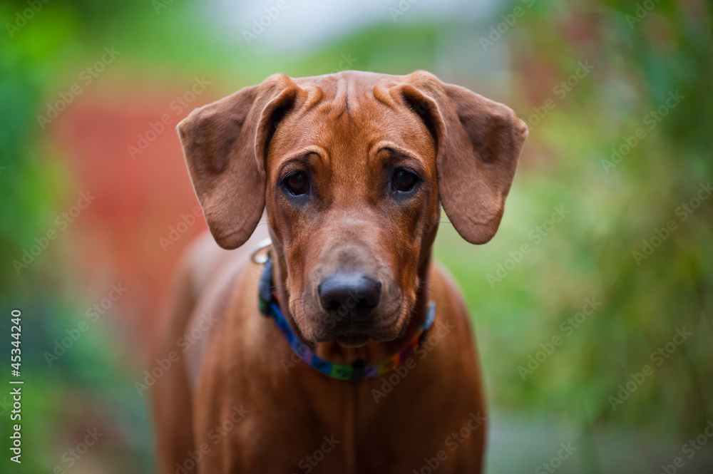 Cute beautiful young rhodesian ridgeback puppy Cute beautiful young rhodesian ridgeback puppy